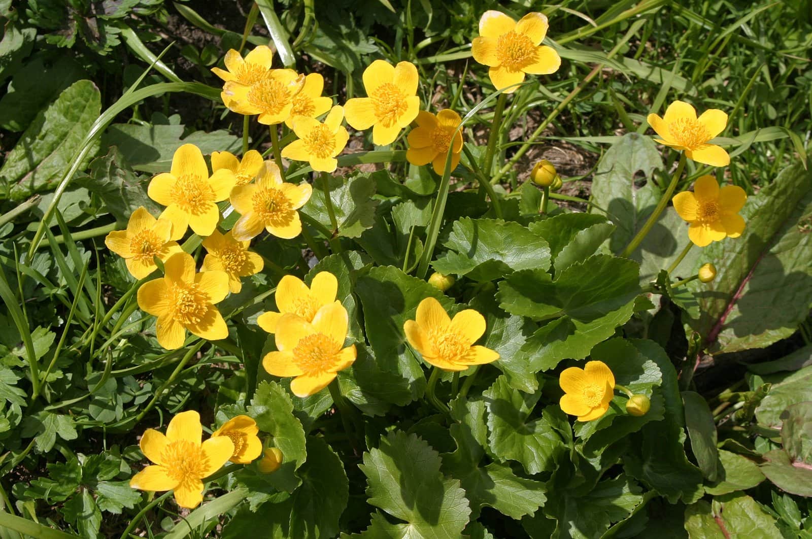 Marsh Marigold preview 1