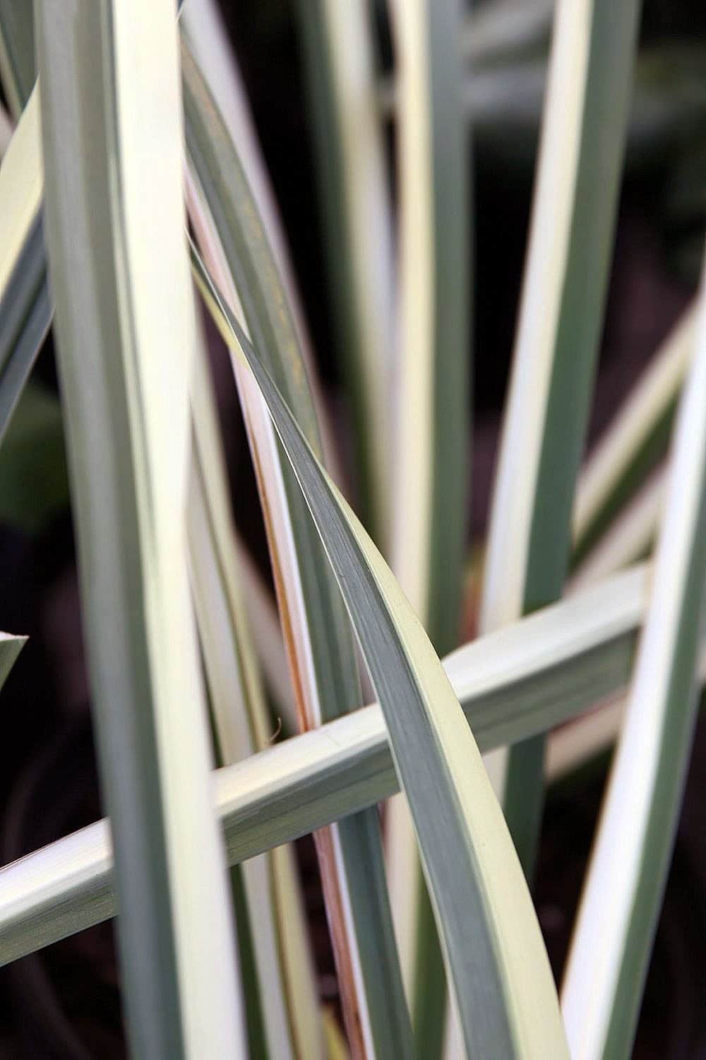 Variegated Sweet Flag preview 3
