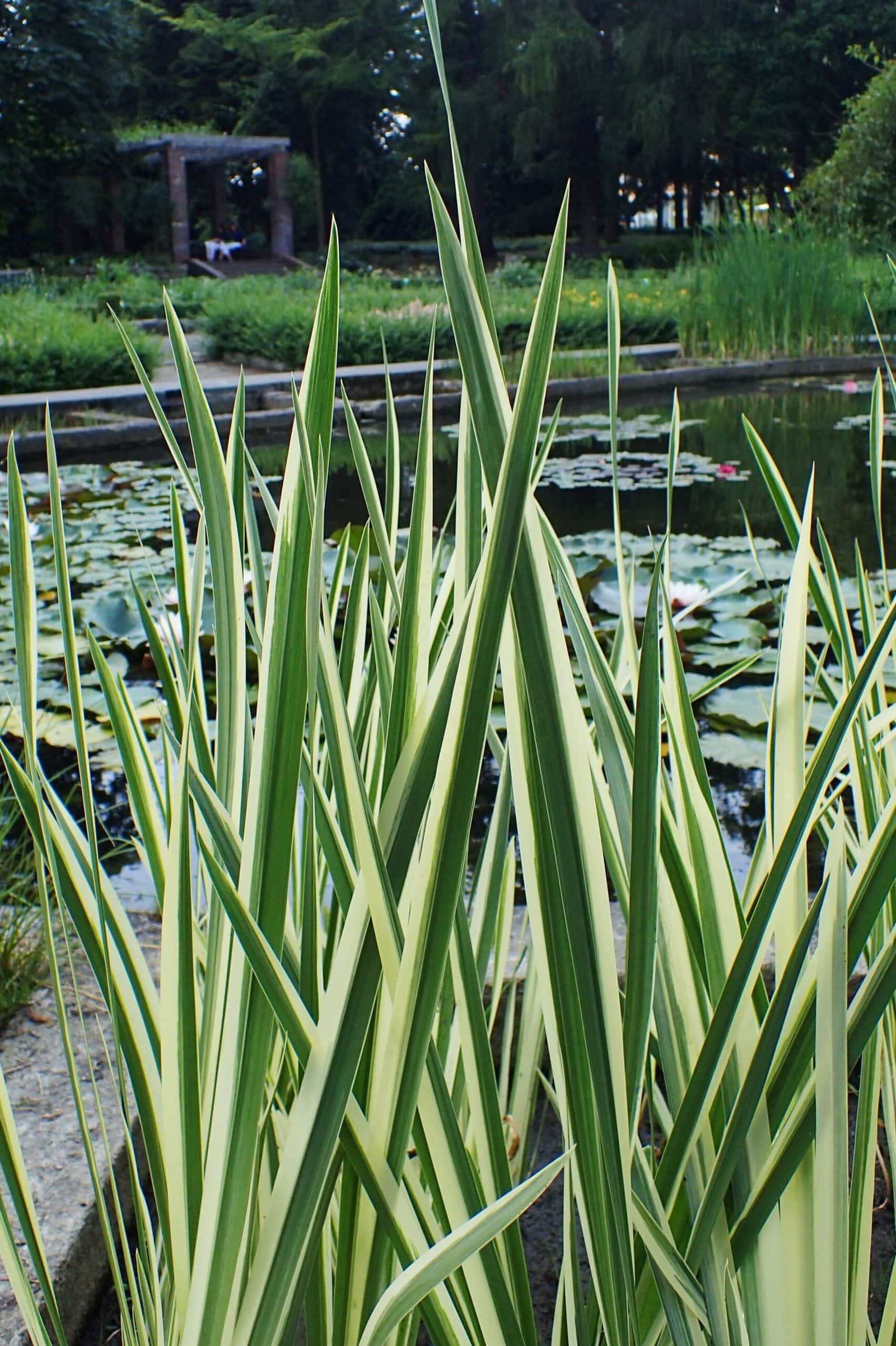 Variegated Sweet Flag preview 1