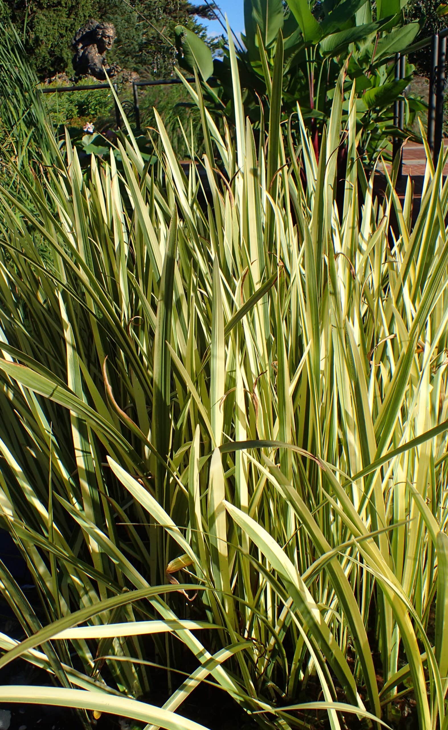 Variegated Sweet Flag preview 2