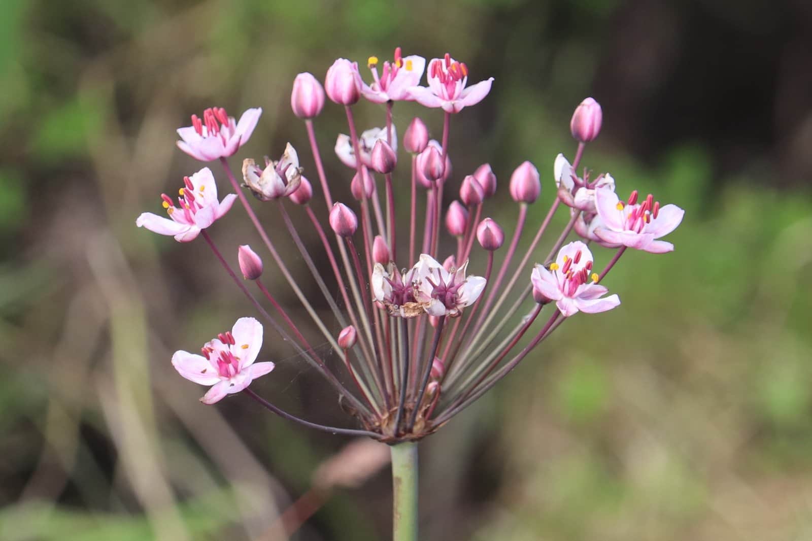 Flowering Rush preview 1