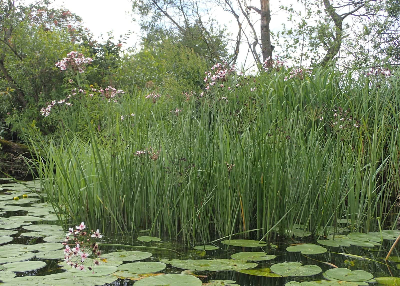 Flowering Rush preview 2