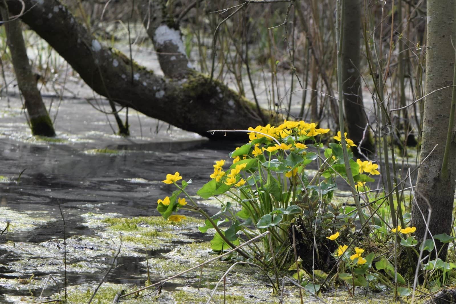 Marsh Marigold preview 2