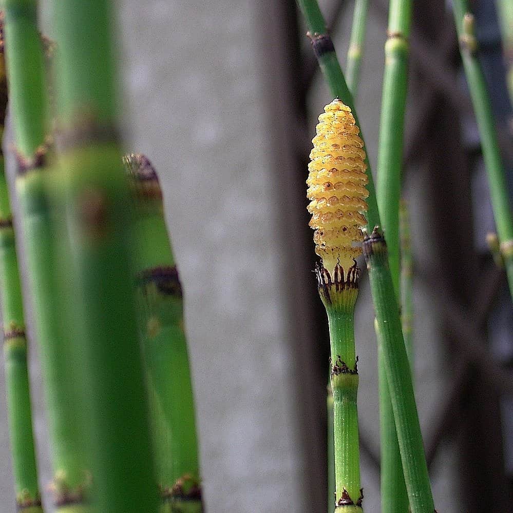 Horsetail preview 3
