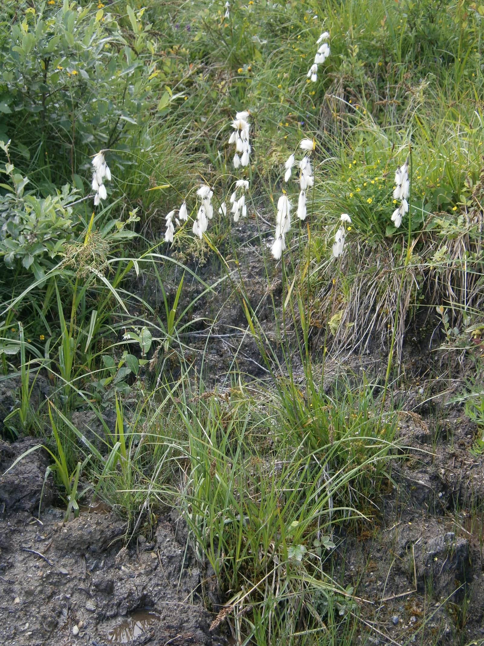 Broad-leaved Cotton-grass preview 2