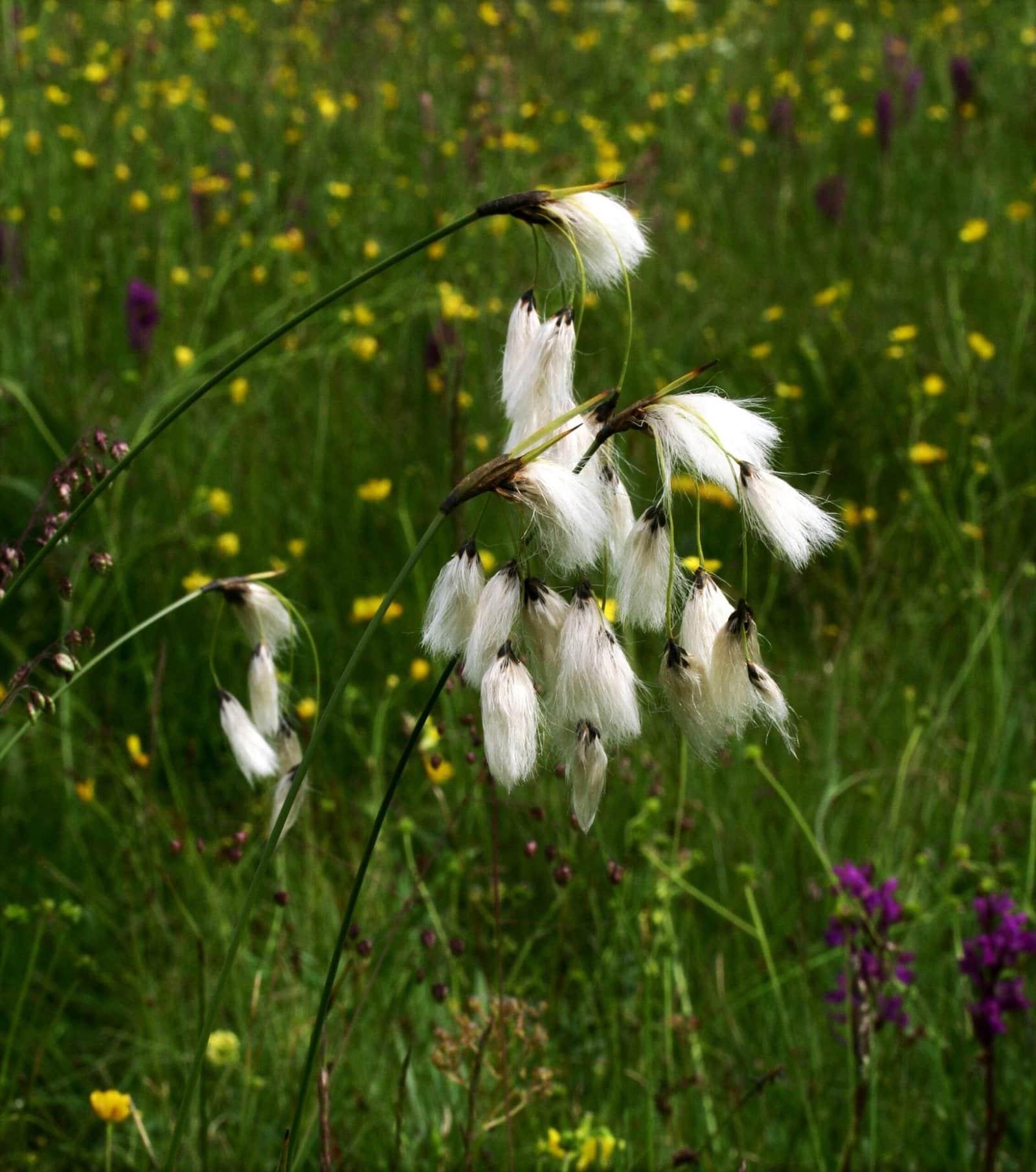 Broad-leaved Cotton-grass preview 1