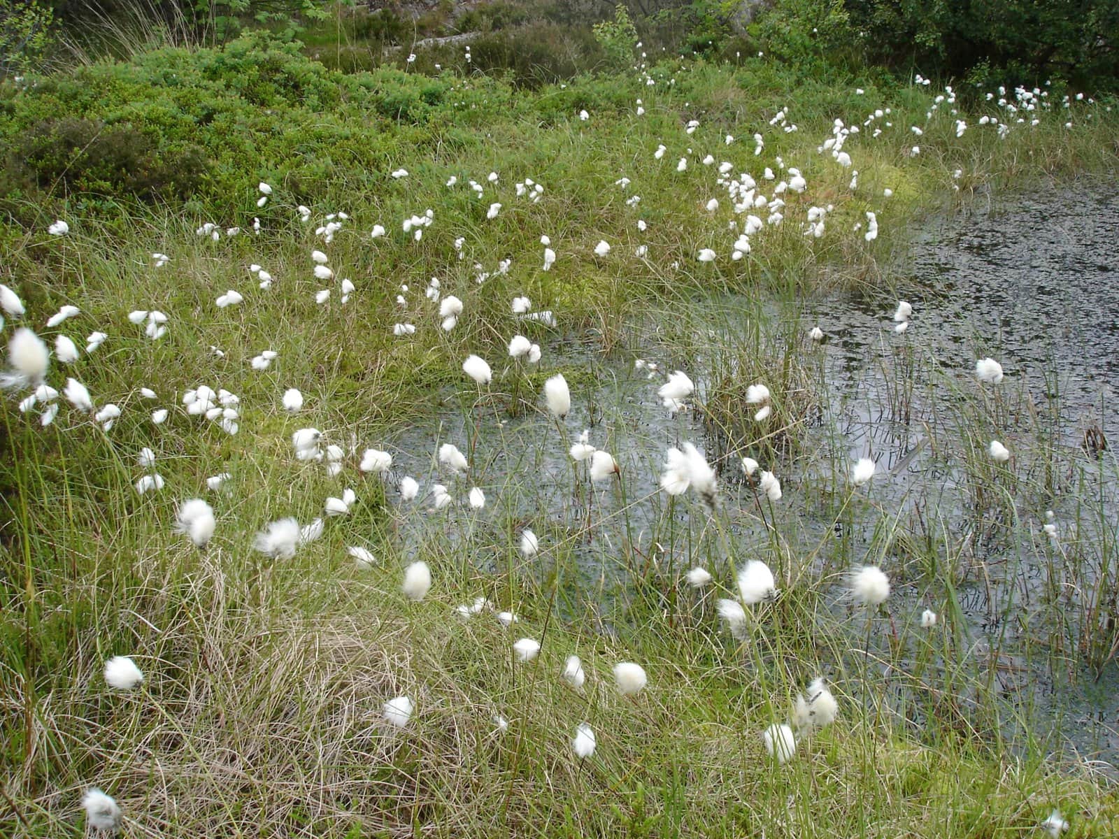 Eriophorum preview 3