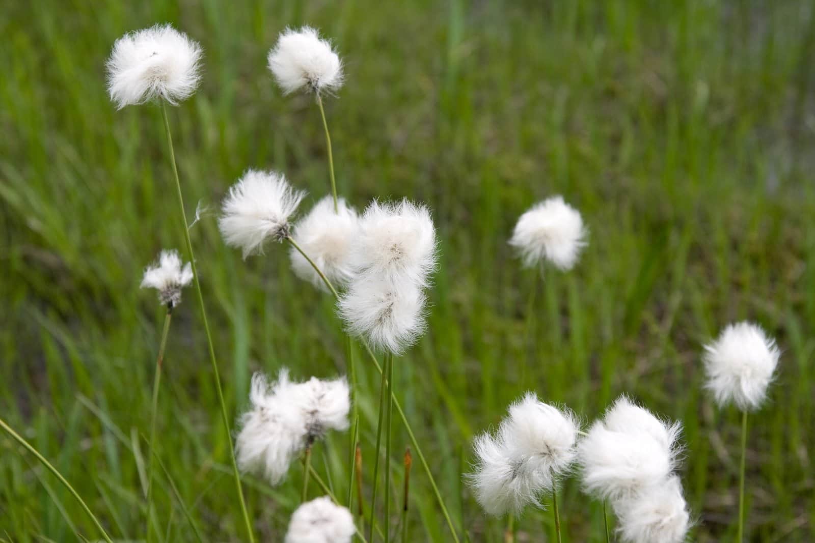 Eriophorum preview 1
