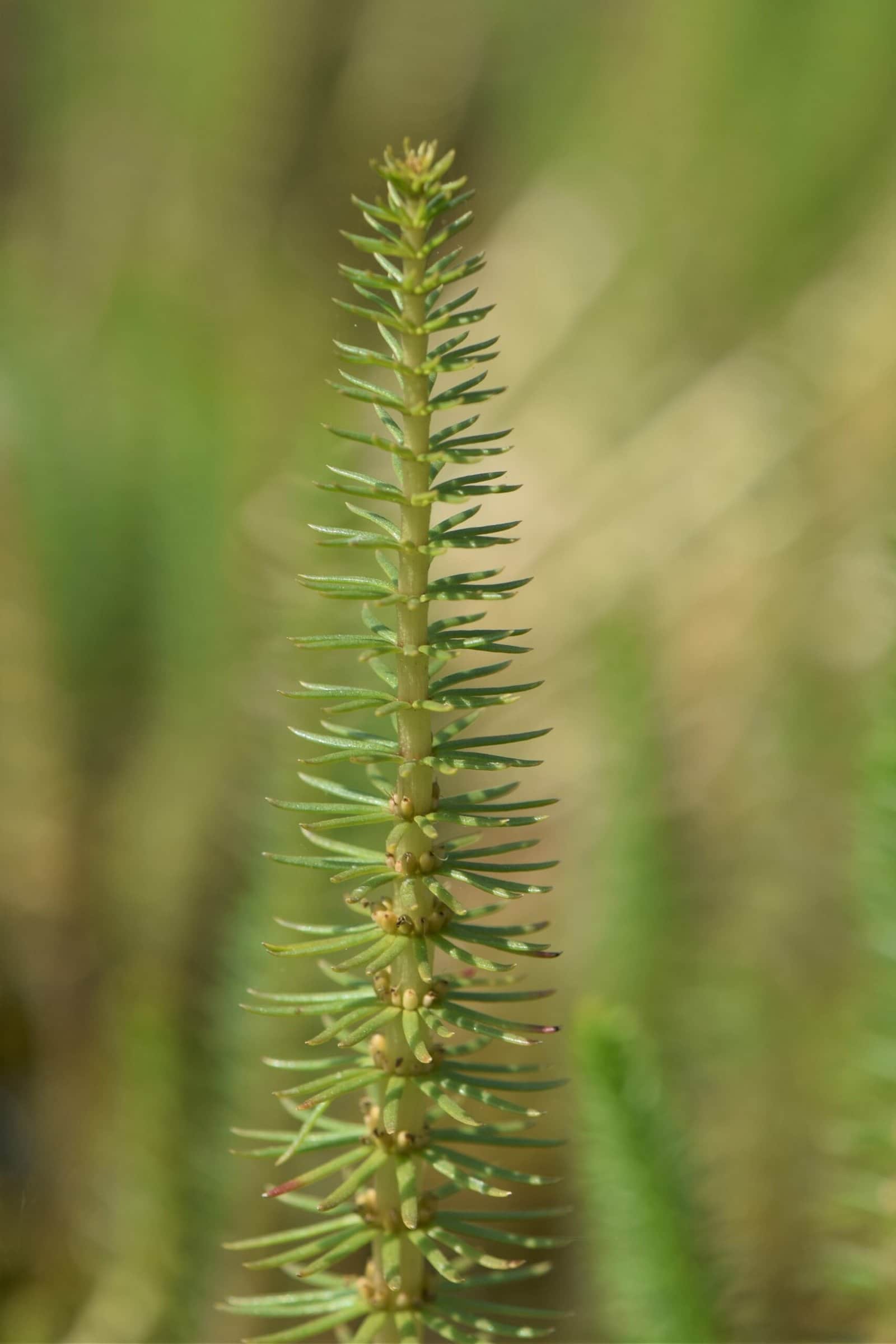 Mare’s Tail preview 3