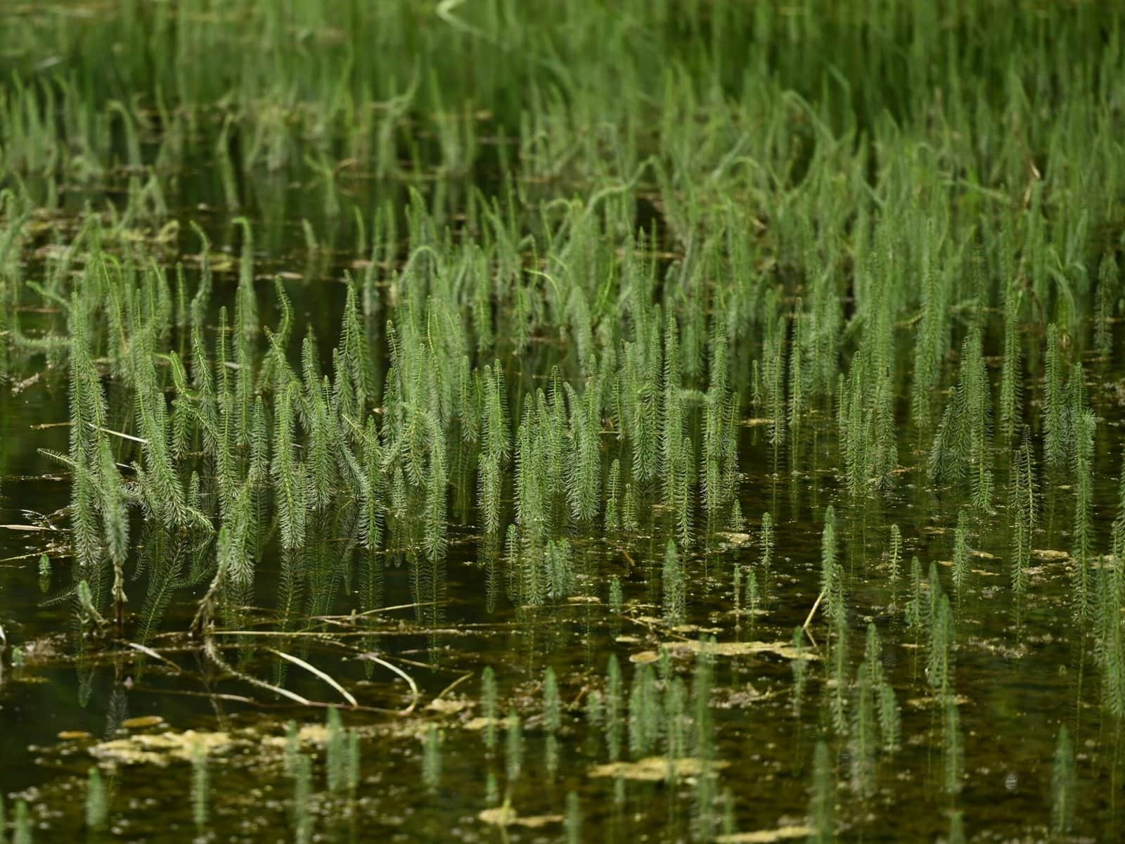 Mare’s Tail preview 2