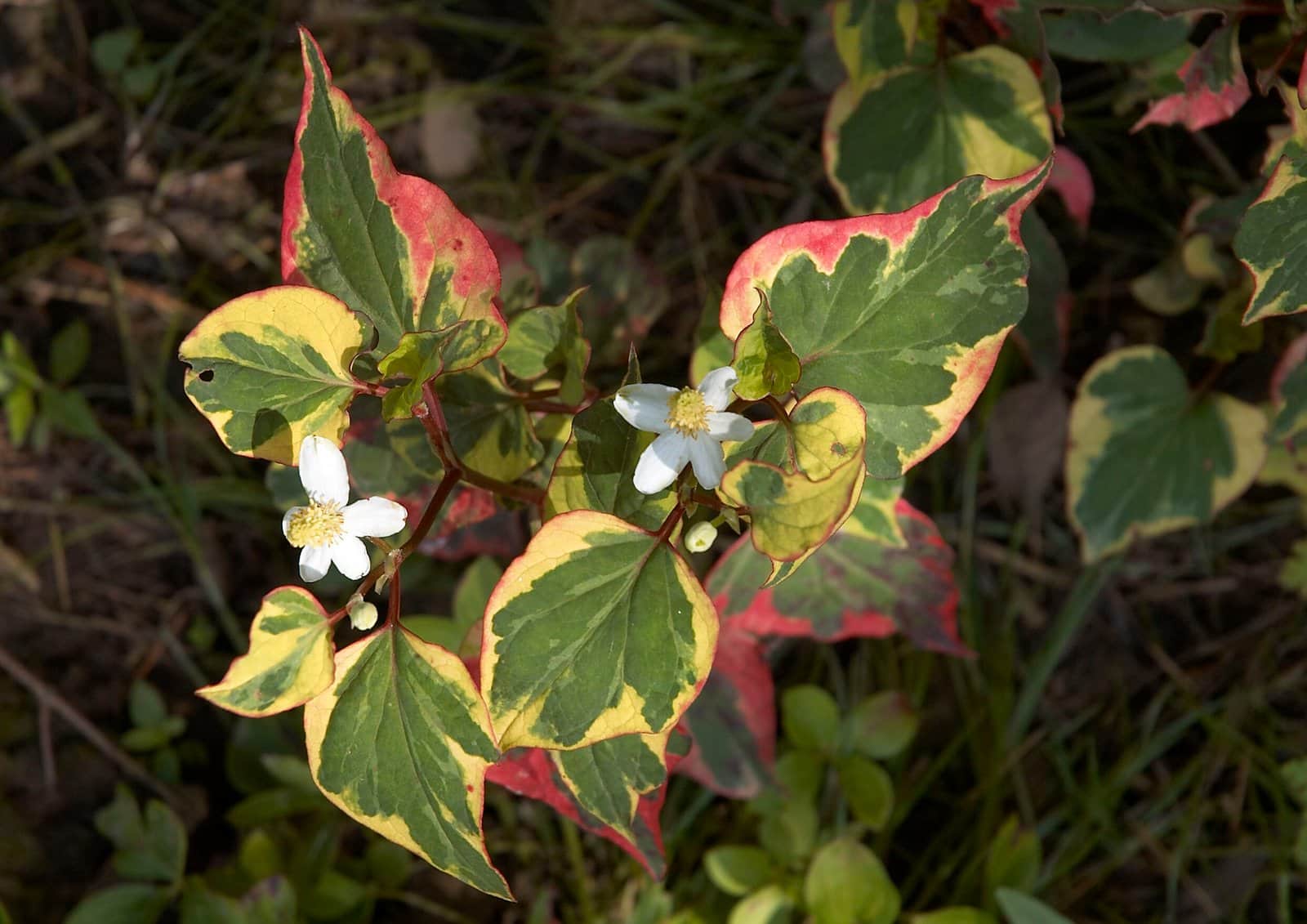 Heart-leaved houttuynia 'Chameleon' preview 1