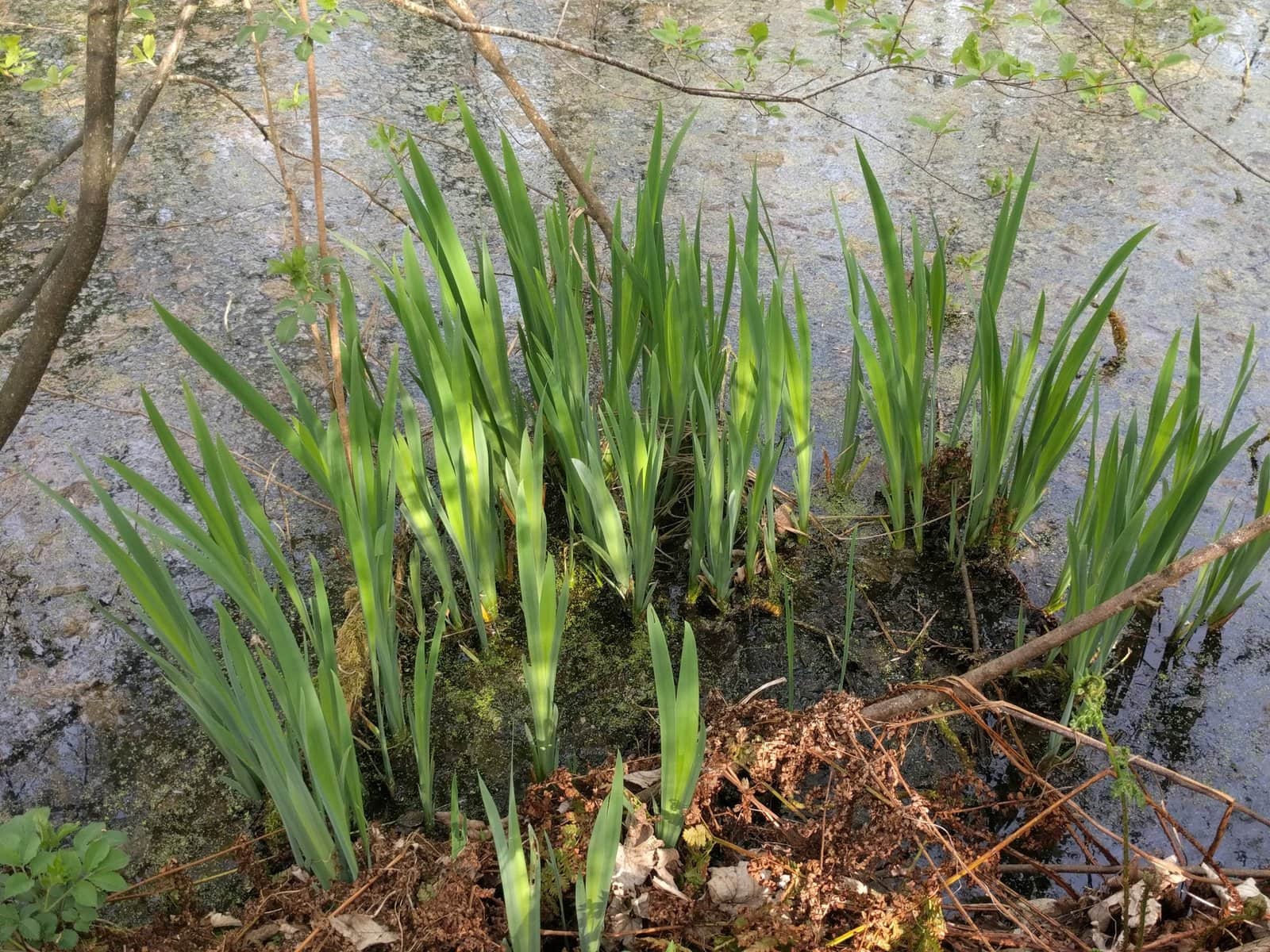 Yellow Iris preview 3
