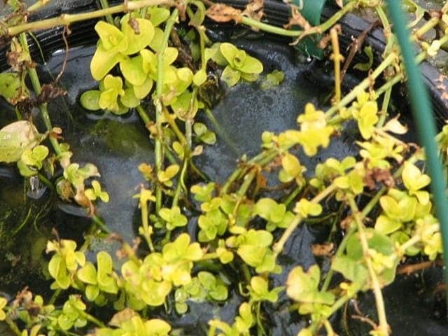 Golden Creeping Jenny preview 2