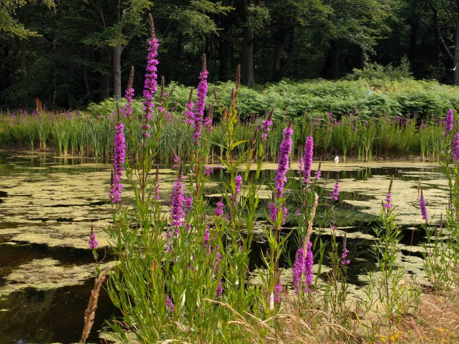 Purple Loosestrife preview 4
