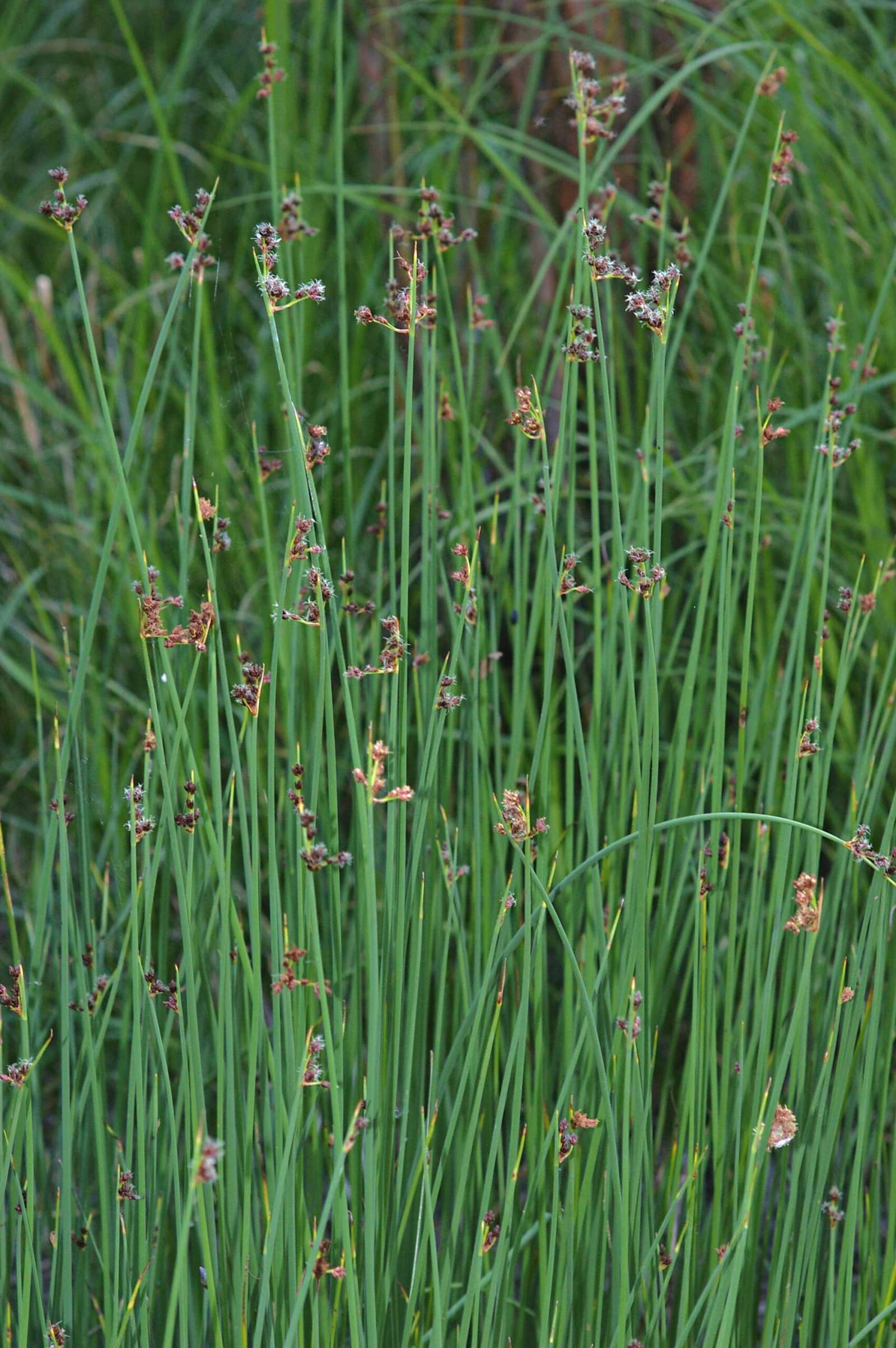 Softstem Bulrush preview 2