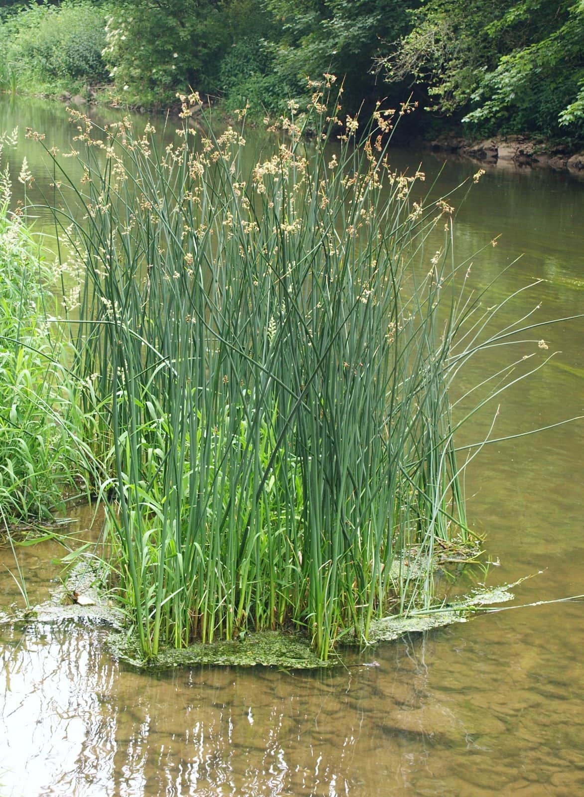 Softstem Bulrush preview 1