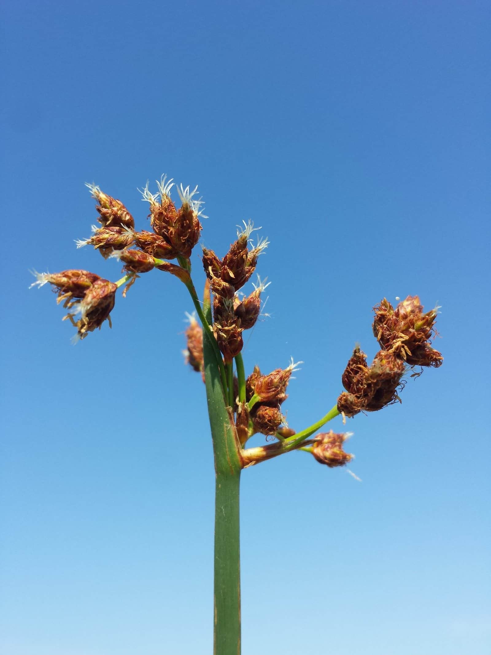 Softstem Bulrush preview 3