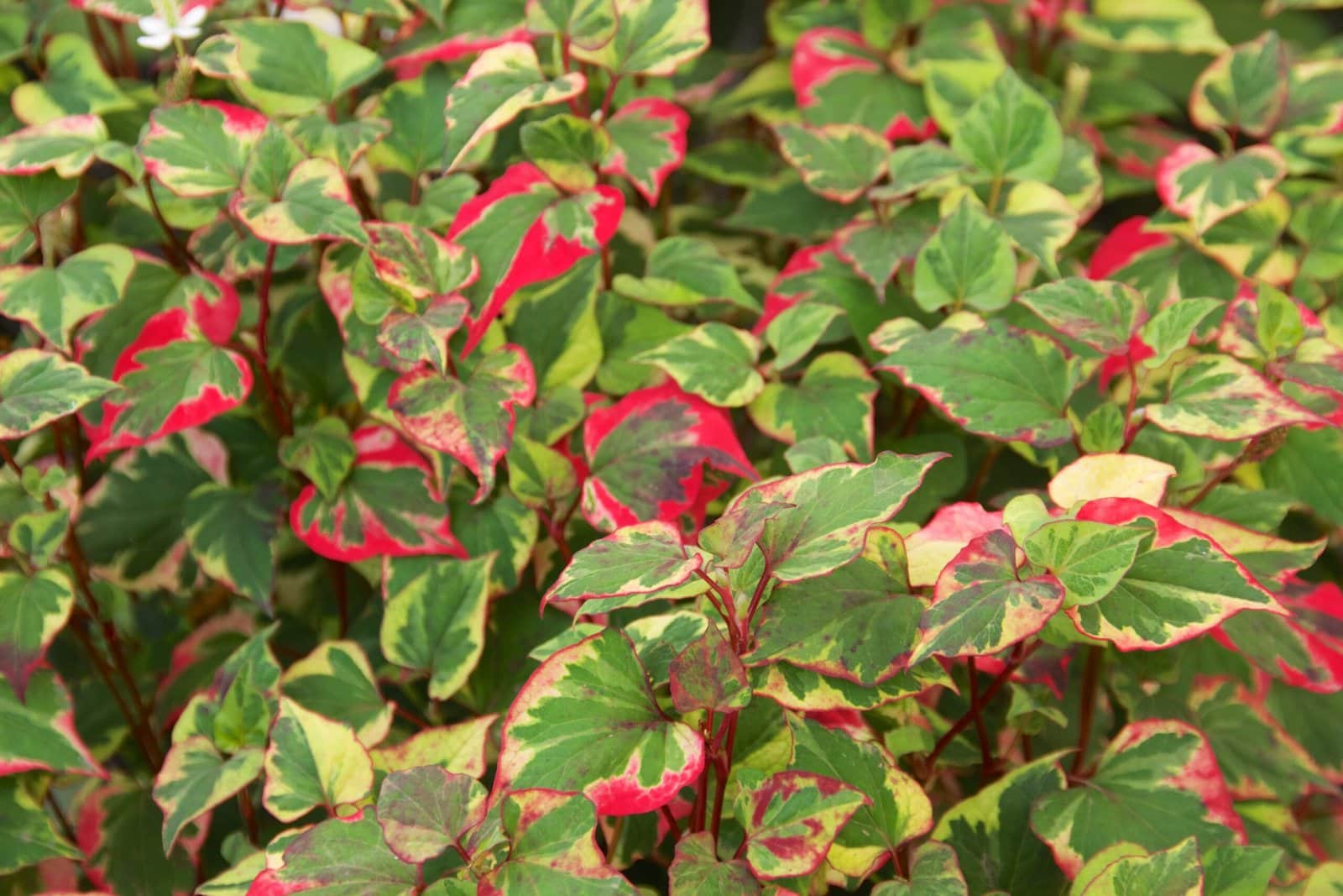 Heart-leaved houttuynia 'Chameleon' preview 3
