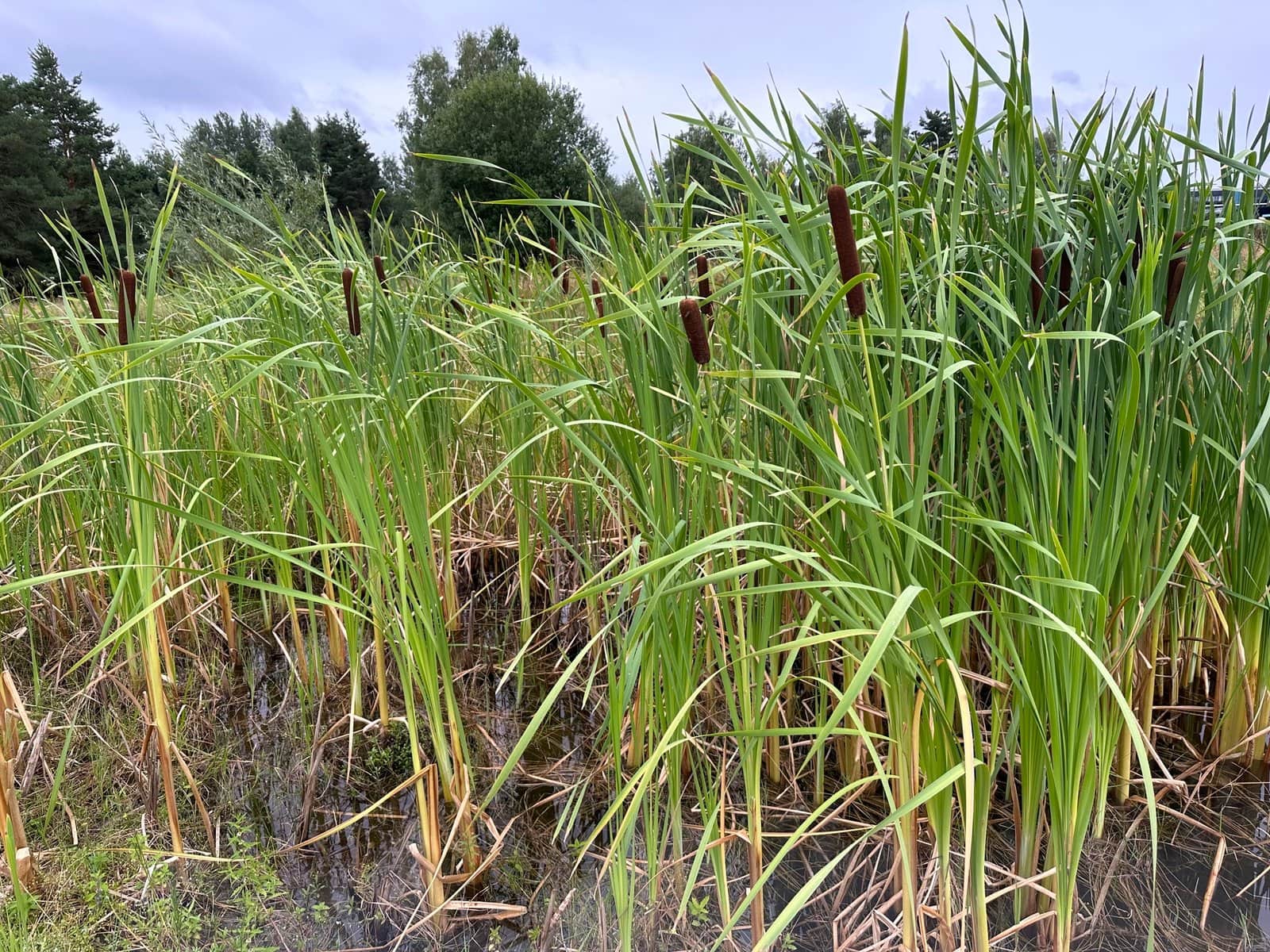 Broadleaf Cattail preview 3