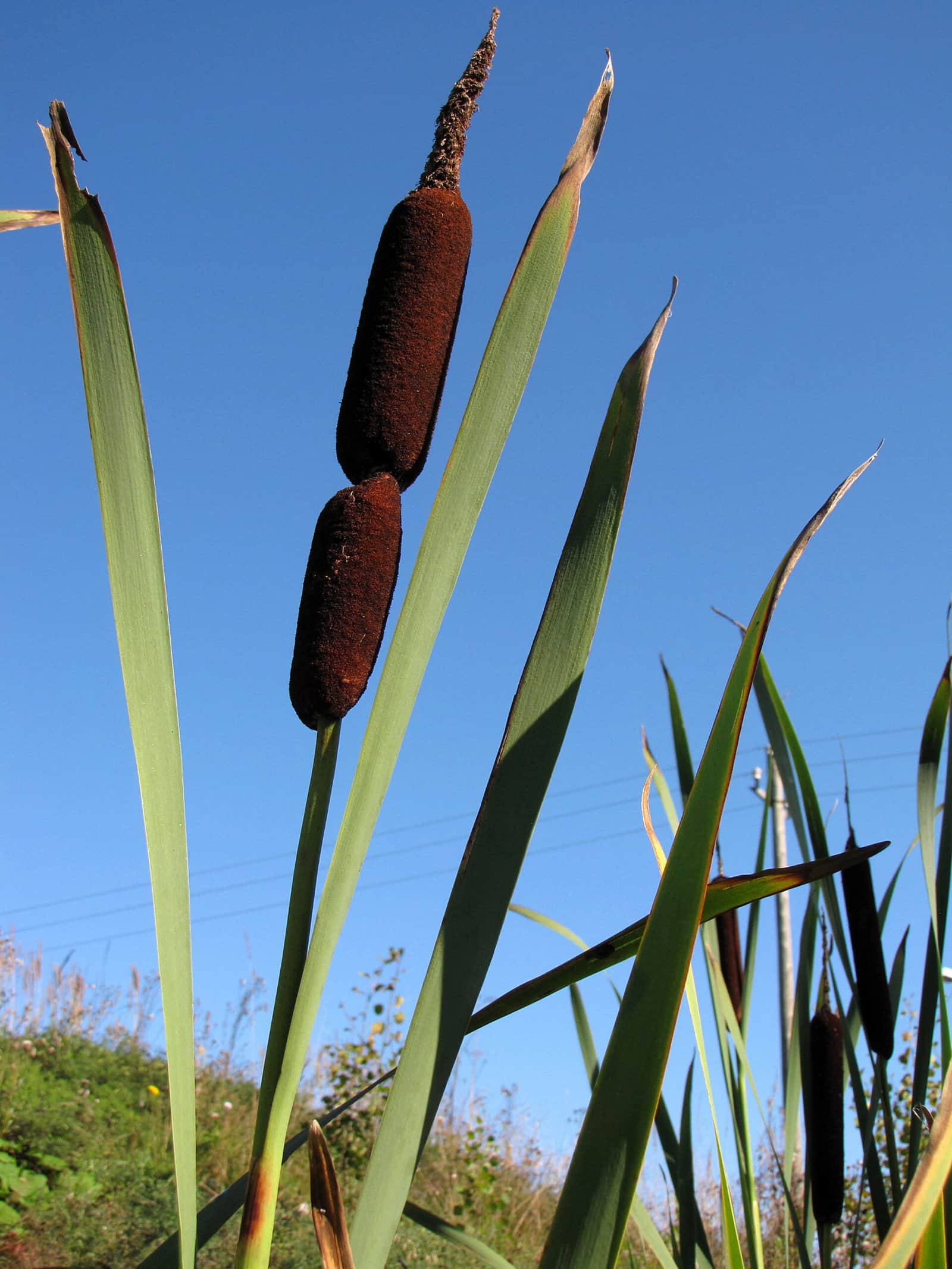Broadleaf Cattail preview 2