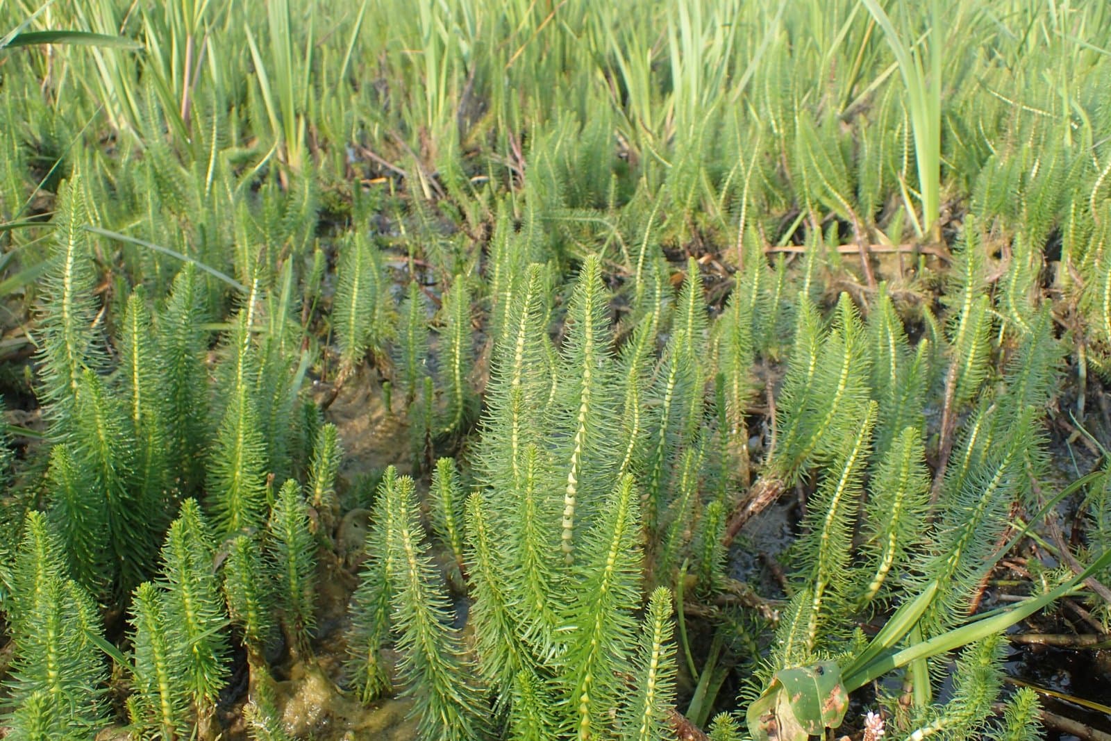 Mare’s Tail