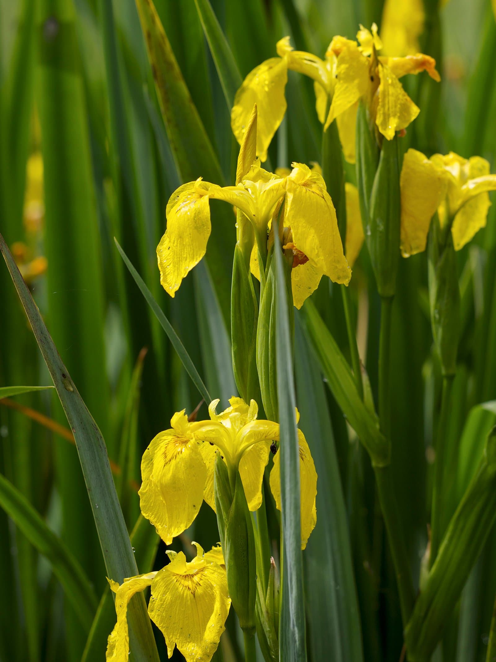 Yellow Iris