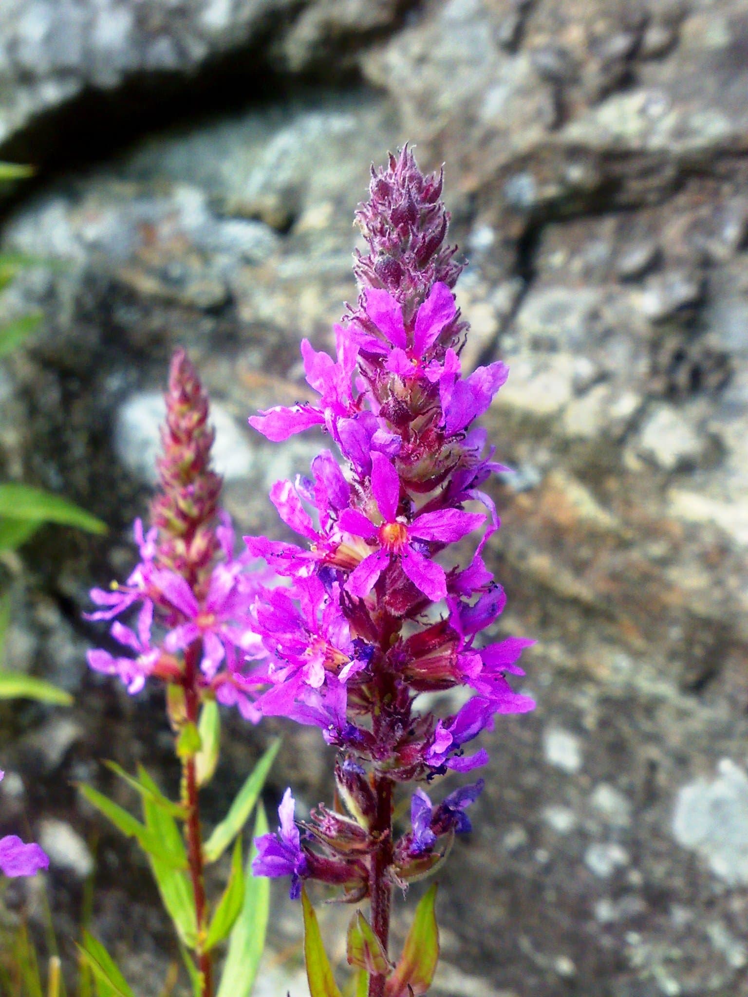 Purple Loosestrife