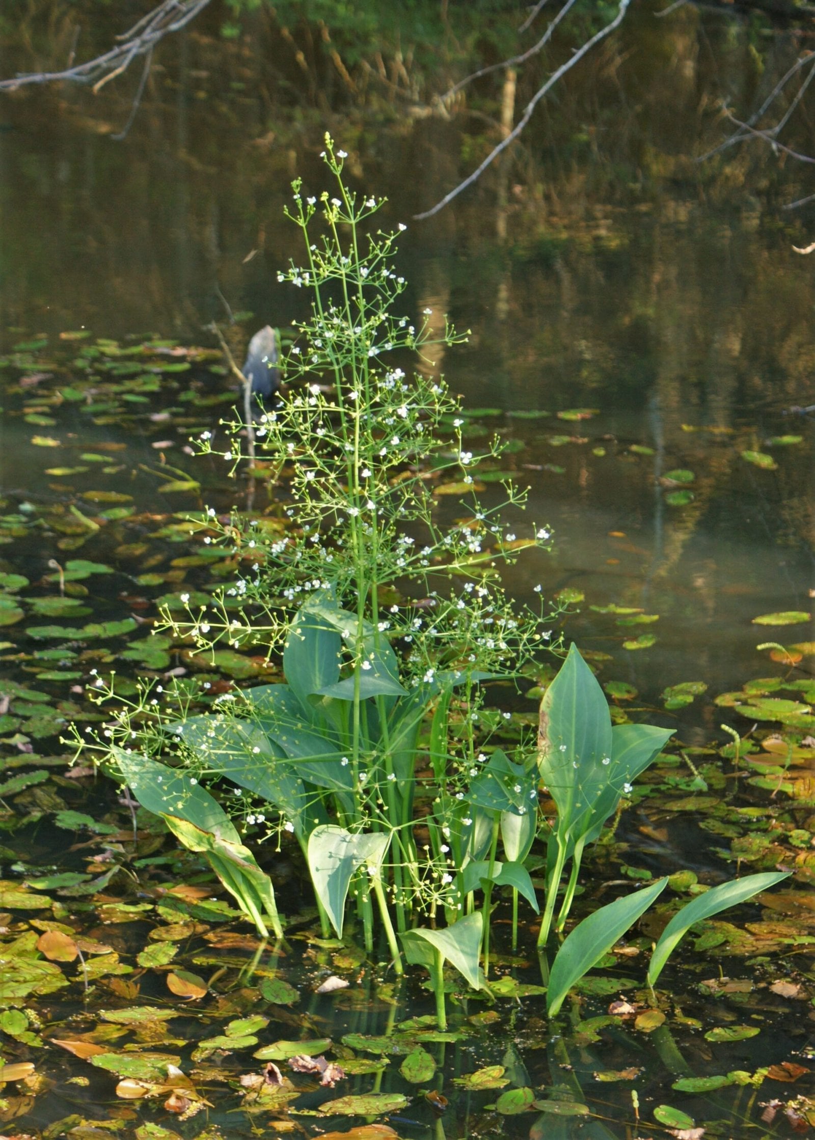Water Plantain