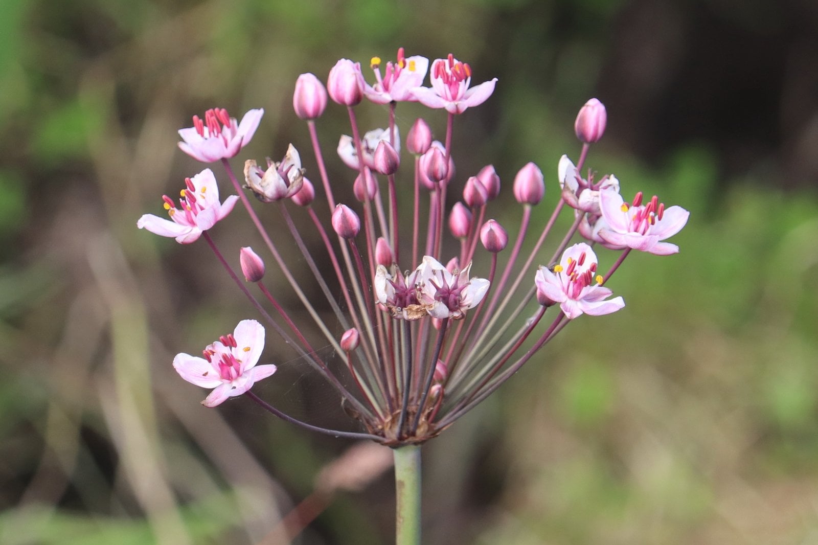 Flowering Rush