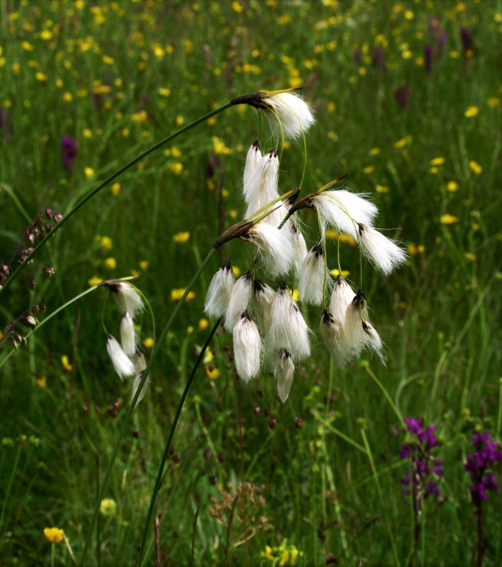 Broad-leaved Cotton-grass