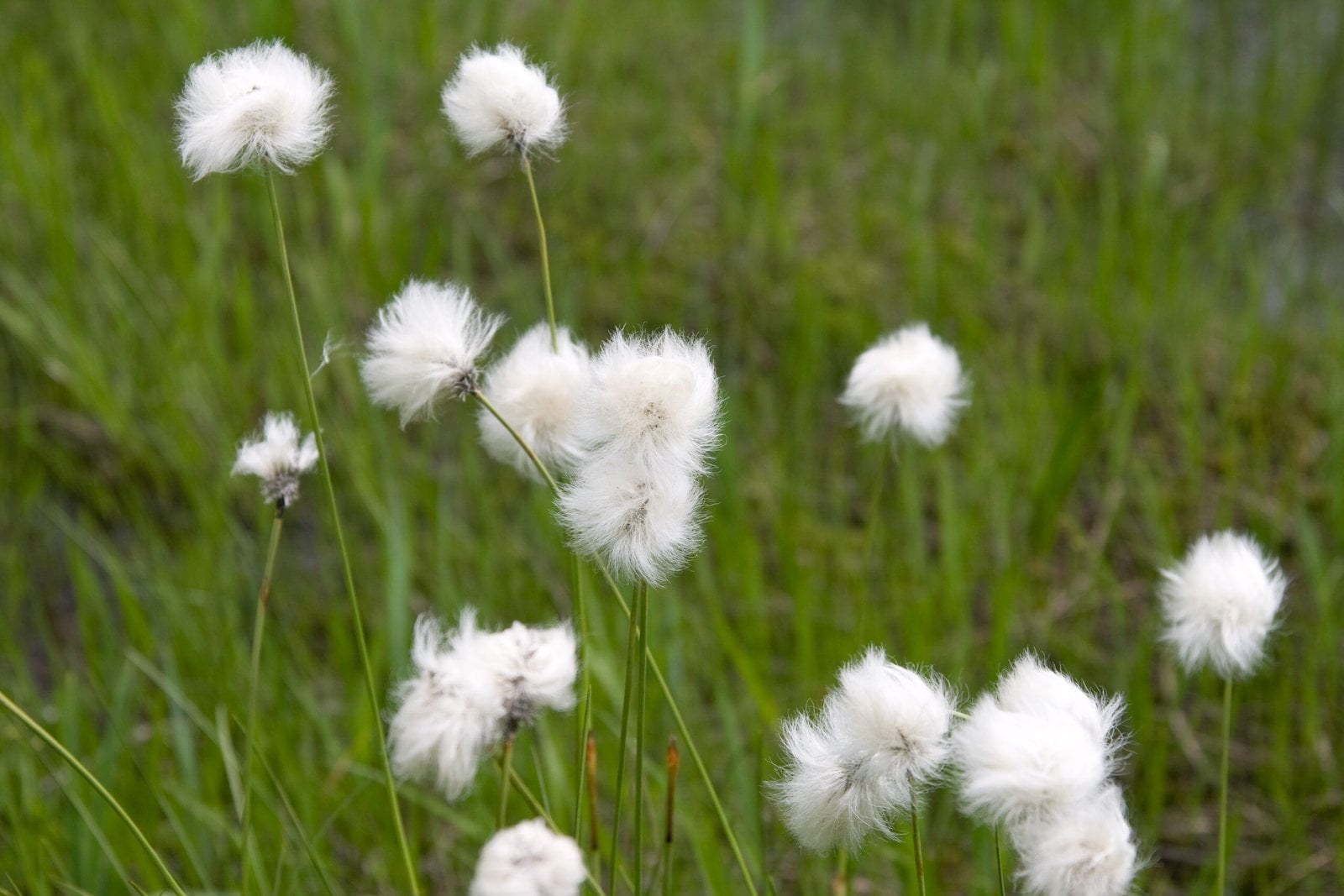 Eriophorum