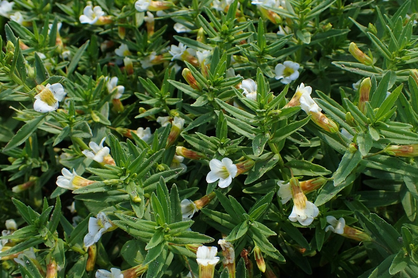 Summer Snowflake