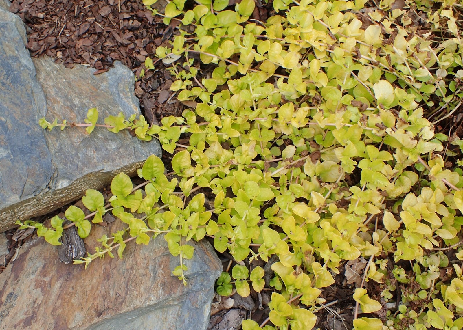Golden Creeping Jenny