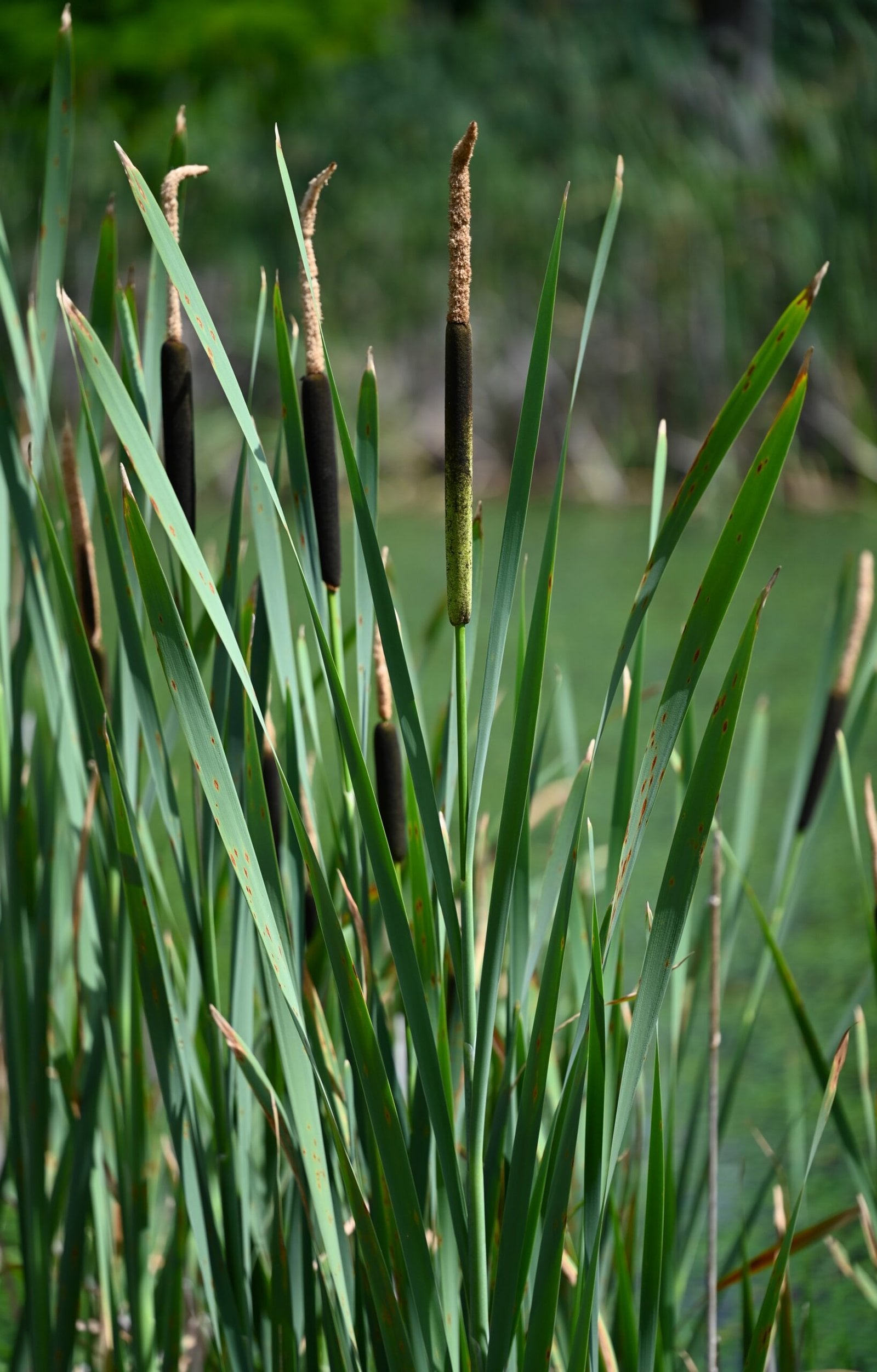 Broadleaf Cattail