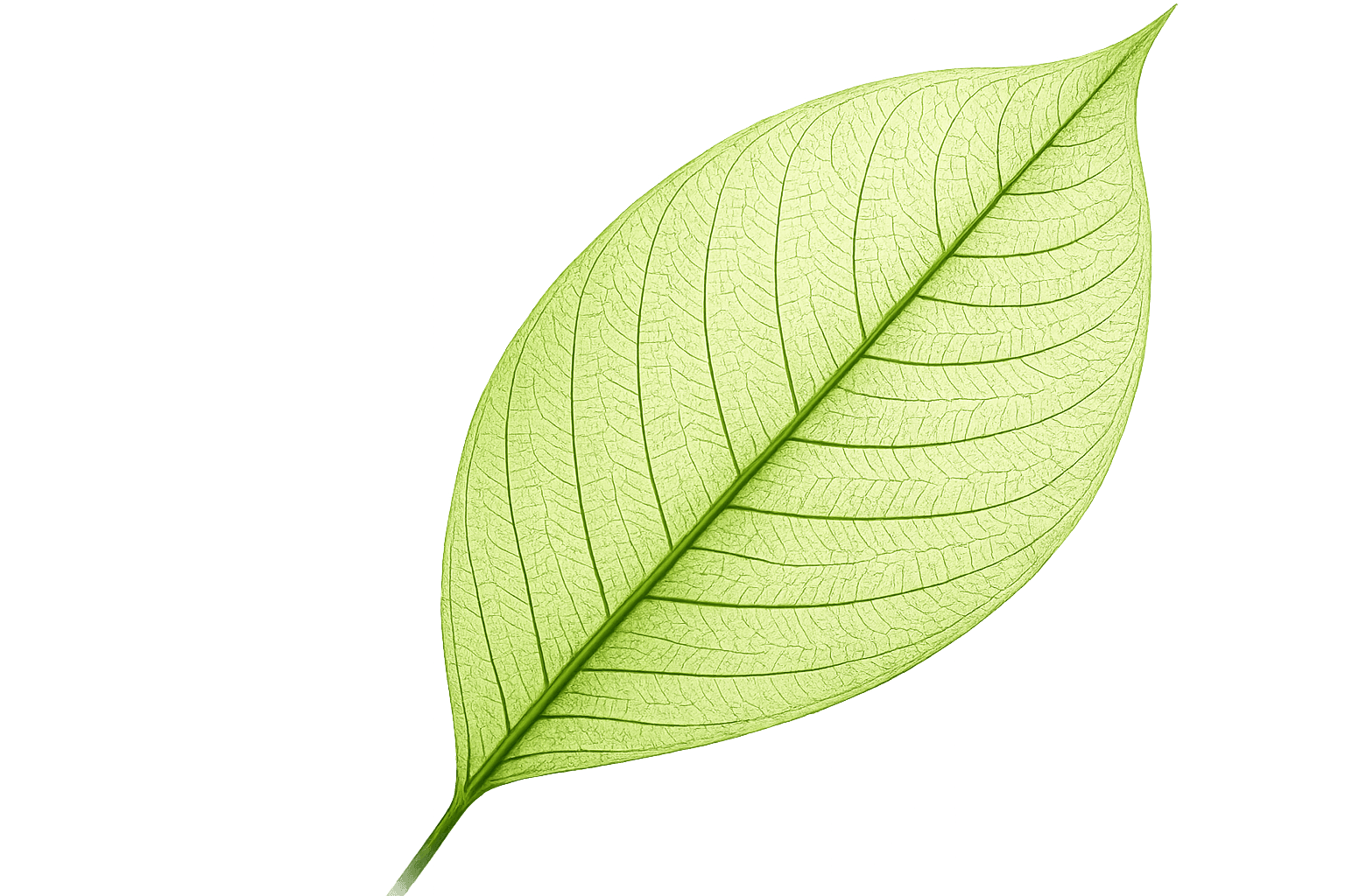 Green city leaf floating wetland infrastructure