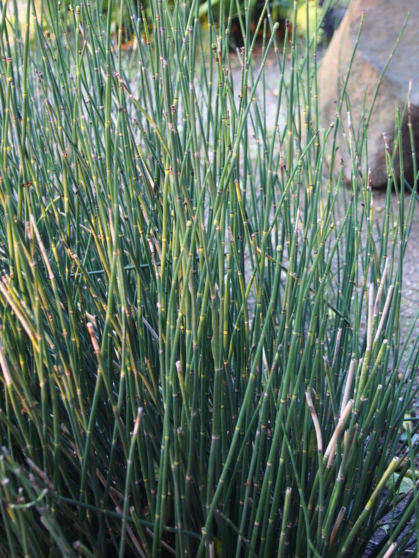 Horsetail