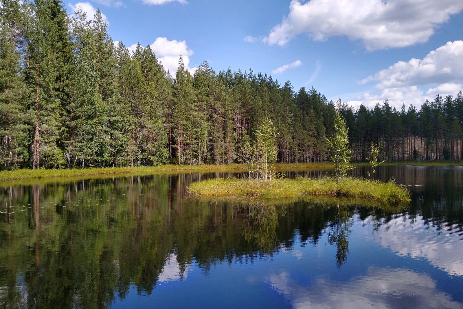 What Are Floating Wetlands (FTW)?